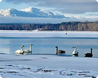 Birsds on snowy lake