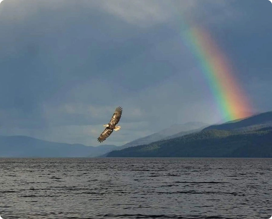Rainbow with eagle flying