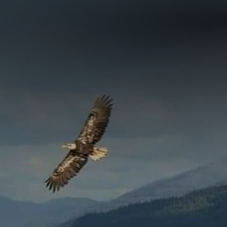 Eagle flying