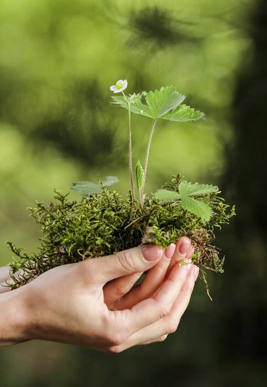 Hand holding plant