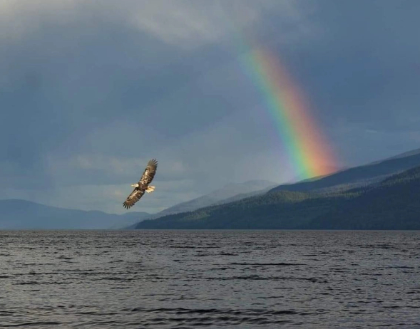 Eagle flying over lake